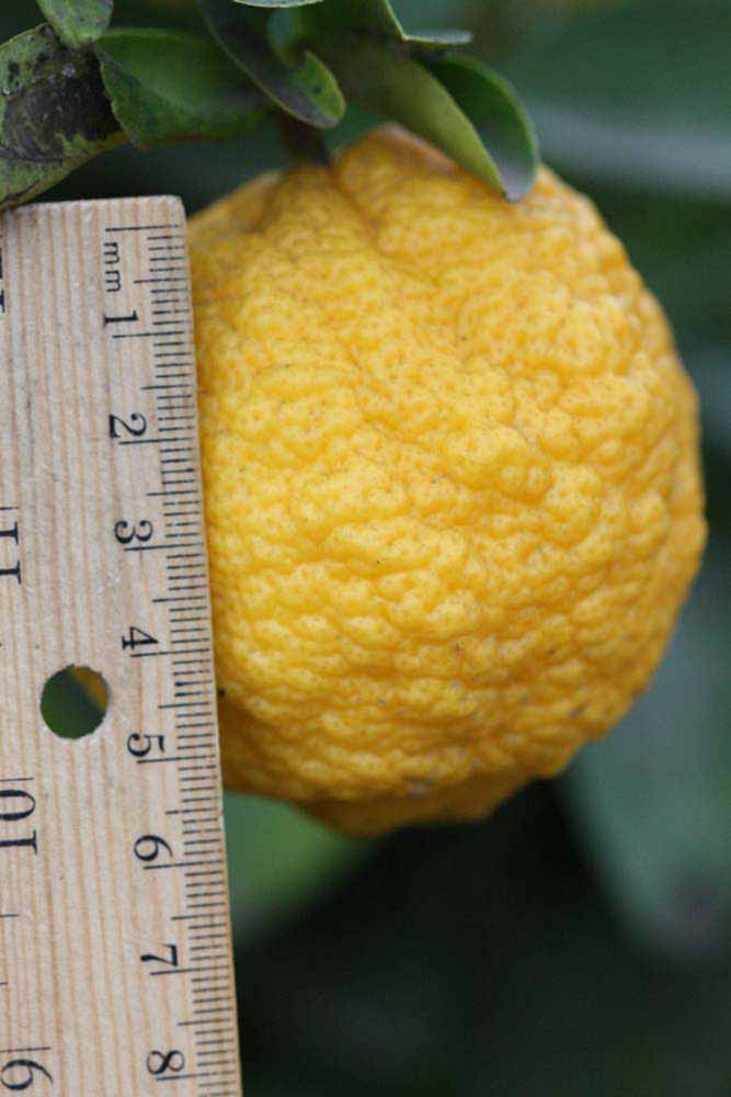            Fruit (Riverside, CA)   